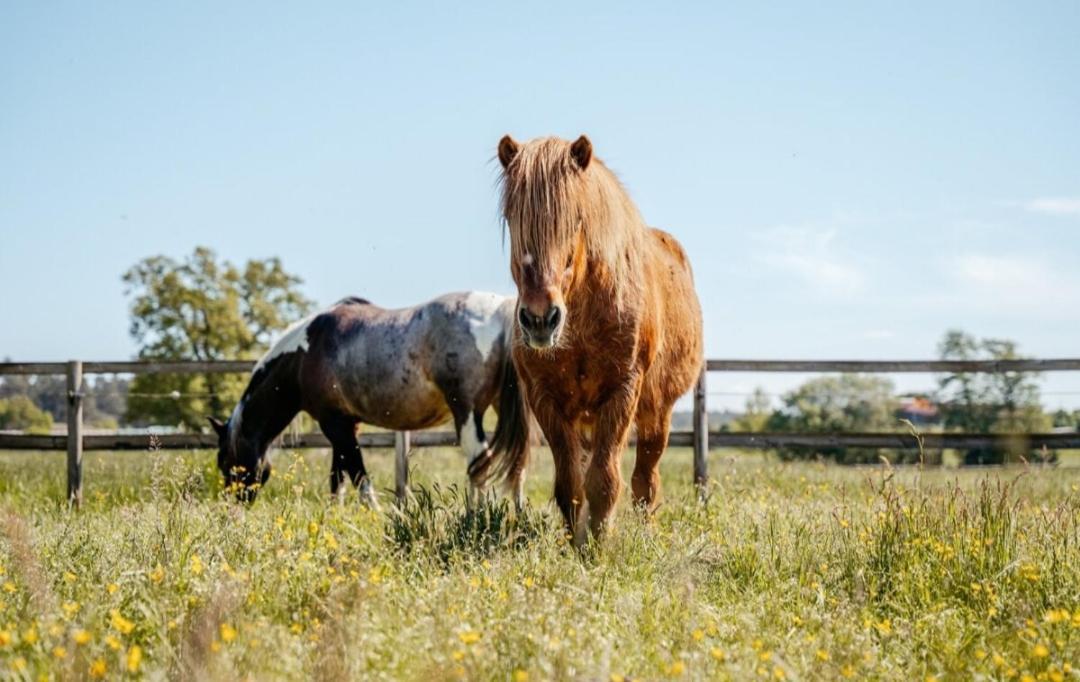 Ferienhof Trapp Ellringen Exteriör bild